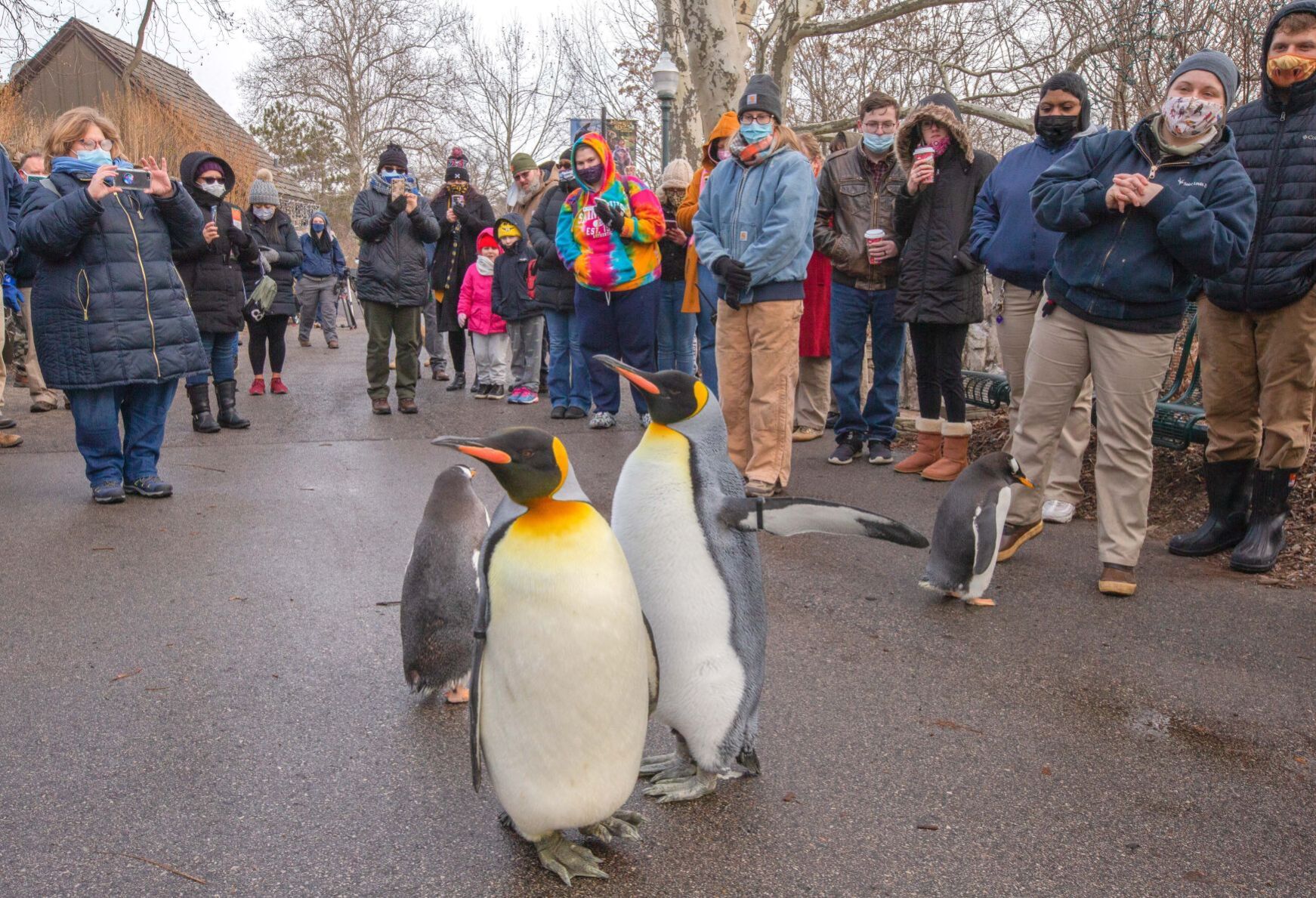 Penguins at St. Louis Zoo